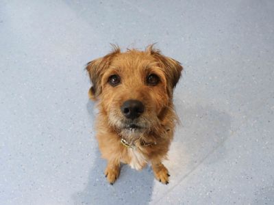 Ralphie | Terrier (Patterdale) | Darlington - 3