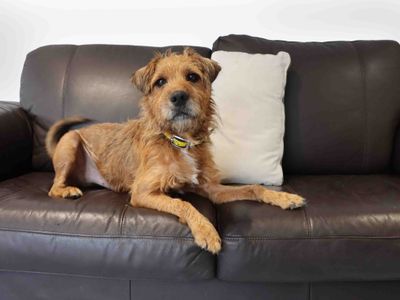 Ralphie — Terrier (Patterdale)