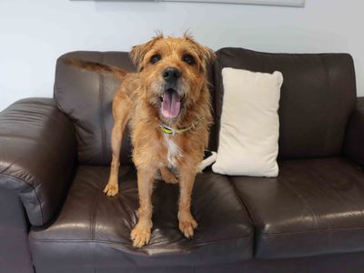 Ralphie | Terrier (Patterdale) | Darlington - 2