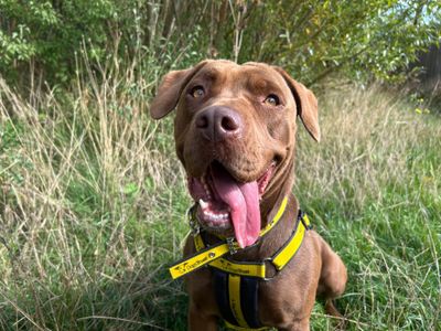 Cindy | Retriever (Labrador) | Basildon (Essex) - 3