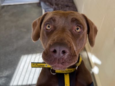 Cindy | Retriever (Labrador) | Basildon (Essex) - 5