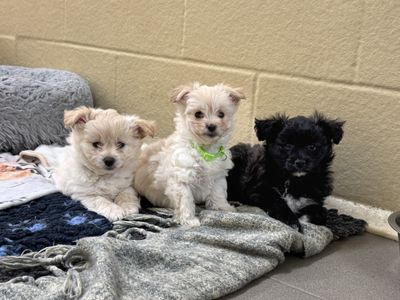 Haricot | Pomeranian Cross | Basildon (Essex) - 5