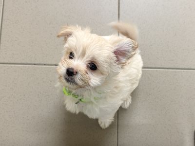 Haricot | Pomeranian Cross | Basildon (Essex) - 3