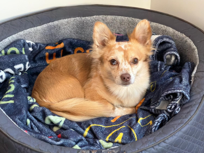 Timmy | Terrier (Jack Russell) Cross | Loughborough - 3