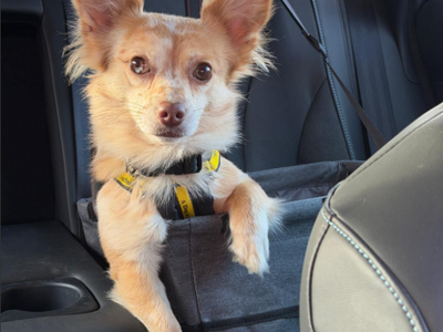 Timmy | Terrier (Jack Russell) Cross | Loughborough - 2