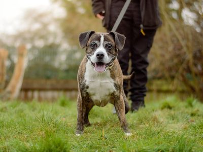 Chase | Terrier (Staffordshire Bull) Cross | Kenilworth (West Midlands) - 5