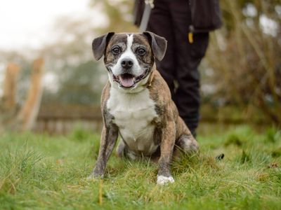 Chase | Terrier (Staffordshire Bull) Cross | Kenilworth (West Midlands) - 3