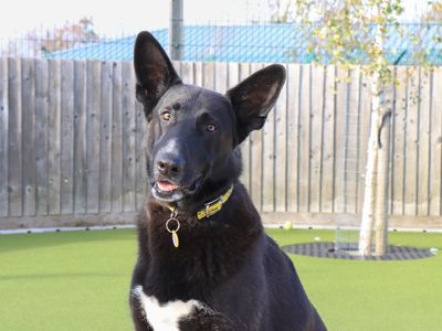Ollie | German Shepherd Dog | Evesham (Worcestershire) - 1