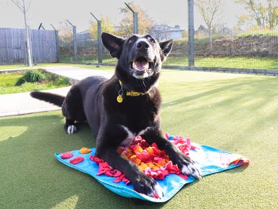 Ollie | German Shepherd Dog | Evesham (Worcestershire) - 5