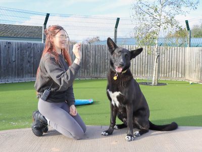 Ollie | German Shepherd Dog | Evesham (Worcestershire) - 3