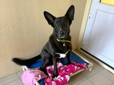 Ollie | German Shepherd Dog | Evesham (Worcestershire) - 3