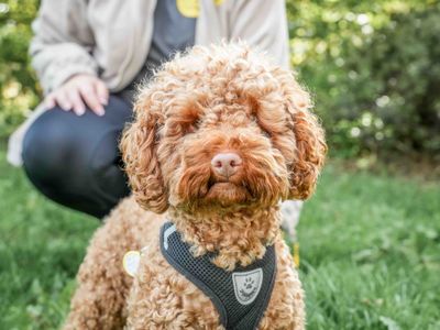 Tito | Poodle (Toy) Cross | Loughborough - 2