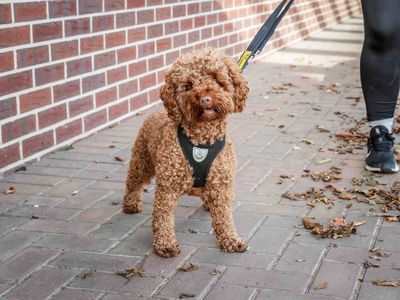 Tito | Poodle (Toy) Cross | Loughborough - 3
