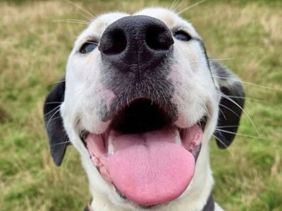 Bear | Mastiff Cross | Harefield West London - 3