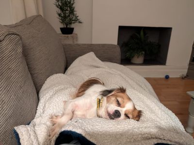 Friday | Pug Cross | Cardiff - 3