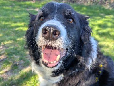 Meg | Collie (Border) | Shoreham (Sussex) - 2