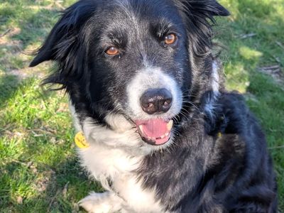 Meg | Collie (Border) | Shoreham (Sussex) - 3
