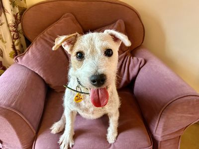 Millie | Terrier (Jack Russell) | Evesham (Worcestershire) - 2