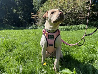 Mikka | Shar Pei Cross | Ilfracombe - 3