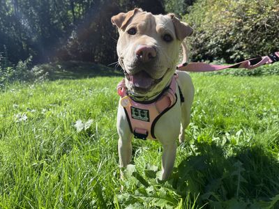 Mikka | Shar Pei Cross | Ilfracombe - 1