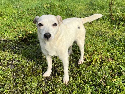 Meg | Terrier (Jack Russell) | Cardiff - 5