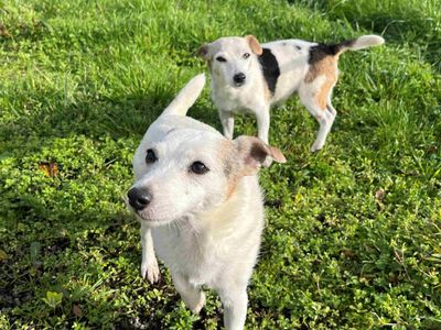 Cariad | Terrier (Jack Russell) | Cardiff - 3