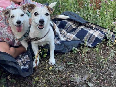 Cariad | Terrier (Jack Russell) | Cardiff - 1