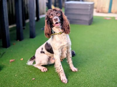 Gunner | Spaniel (English Springer) | Cardiff - 3