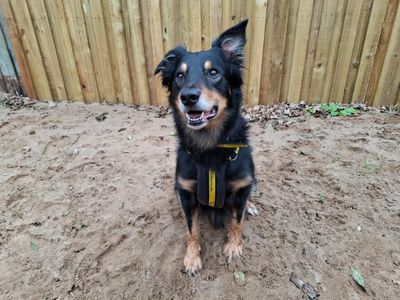 Rocky | Collie (Border) Cross | Ilfracombe - 3