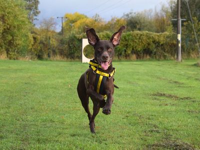 Ruby | Pointer (German Shorthaired) | Harefield West London - 2