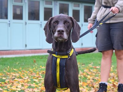 Red, a 4 years old male Pointer available for adoption from Dogs Trust in Harefield West London, Middlesex