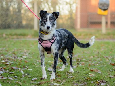 Nahla | Collie (Border) | Kenilworth (West Midlands) - 2