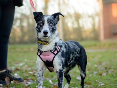 Nahla | Collie (Border) | Kenilworth (West Midlands) - 3