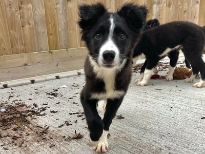 Rooster | Collie (Border) | Ballymena (Northern Ireland) - 3