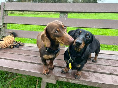 Louie | Dachshund (Miniature Smooth Haired) | Bridgend (Wales) - 2