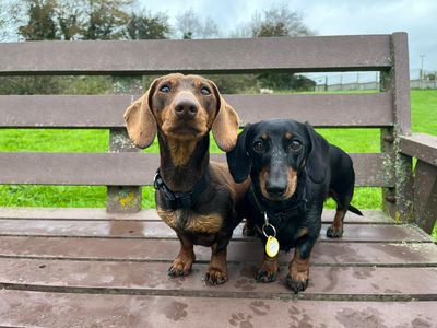 Lina, a 4 years old female Dachshund available for adoption from Dogs Trust in Kenilworth, West Midlands
