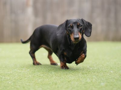 Lina | Dachshund (Miniature Smooth Haired) | Kenilworth (West Midlands) - 3