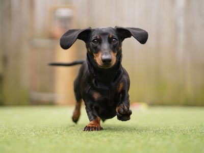 Lina | Dachshund (Miniature Smooth Haired) | Kenilworth (West Midlands) - 2