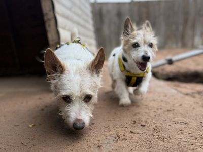 Patch | Terrier (Jack Russell) Cross | Loughborough - 3