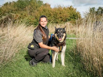 Domino | Siberian Husky Cross | Loughborough - 5