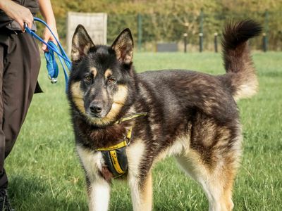 Domino | Siberian Husky Cross | Loughborough - 3