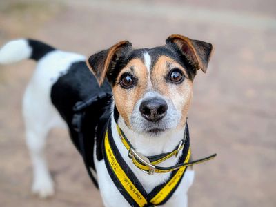 Chester | Terrier (Jack Russell) | Cardiff - 5