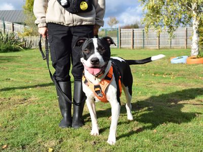 Stormzy | American Bulldog Cross | Harefield West London - 2