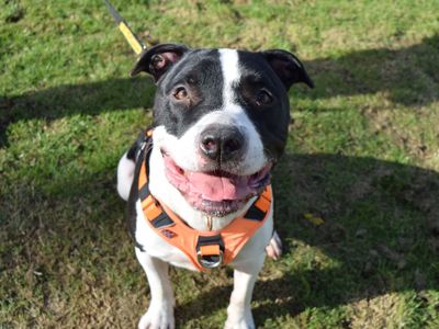 Stormzy | American Bulldog Cross | Harefield West London - 3