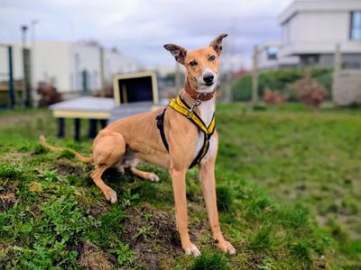 Duplo | Lurcher | Cardiff - 3