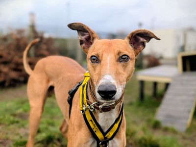 Duplo | Lurcher | Cardiff - 5