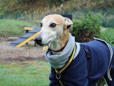 Kent | Lurcher | Merseyside (Liverpool) - 5
