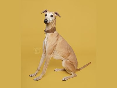 Kent | Lurcher | Merseyside (Liverpool) - 3