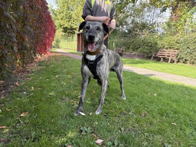 Gino | Lurcher | Kenilworth (West Midlands) - 5