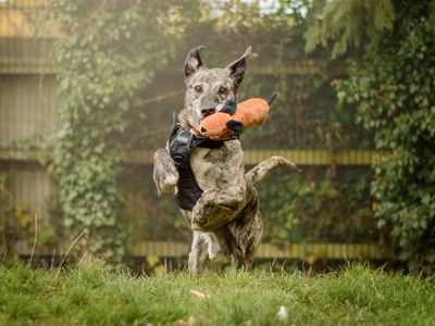 Gino | Lurcher | Kenilworth (West Midlands) - 3